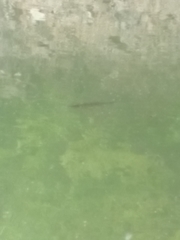 Squalius cephalus