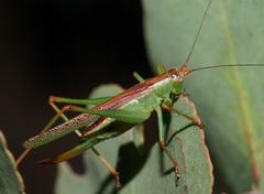 Conocephalomima barameda