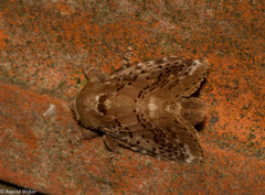 Euglyphis zurcheri
