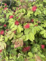 Calliandra tergemina