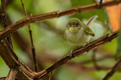 Phylloscartes sylviolus