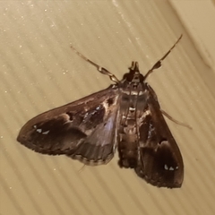 Diaphania costaricalis