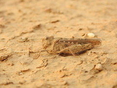 Tmethis pulchripennis