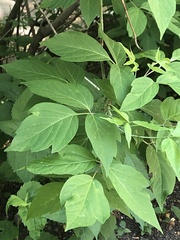 Acer negundo