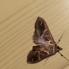 Diaphania costaricalis