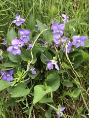 Viola