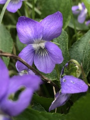 Viola