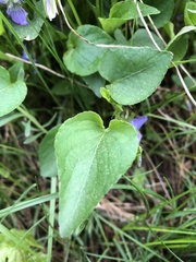 Viola