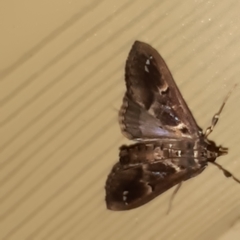 Diaphania costaricalis