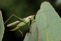 Conocephalomima barameda