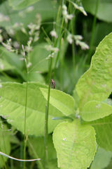 Atalantycha dentigera