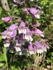 Penstemon smallii