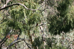 Platycercus elegans adelaidae
