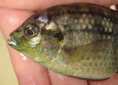 Tilapia sparrmanii