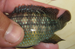 Tilapia sparrmanii