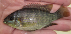 Tilapia sparrmanii
