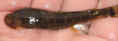 Chiloglanis emarginatus