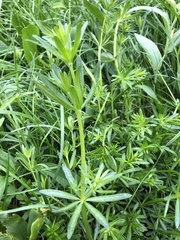Galium