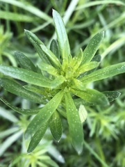 Galium