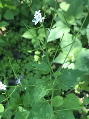 Alliaria petiolata
