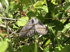 Scotopteryx