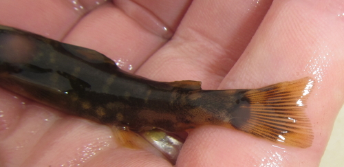 Chiloglanis emarginatus