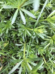 Galium
