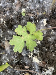 Stylophorum diphyllum