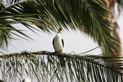 Microcarbo melanoleucos