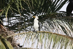 Microcarbo melanoleucos