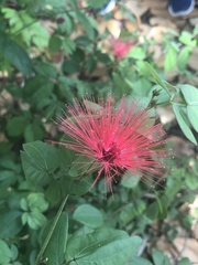 Calliandra haematomma