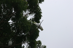 Cacatua galerita