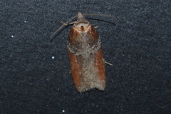 Acleris celiana