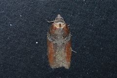 Acleris celiana