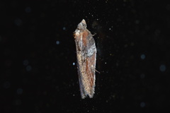 Acleris celiana
