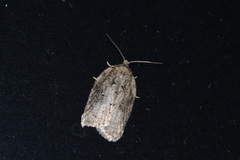 Acleris chalybeana