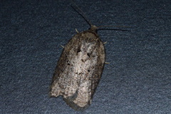 Acleris chalybeana