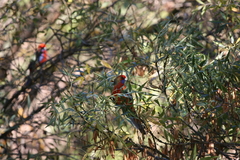 Platycercus elegans adelaidae
