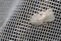 Acleris placidana