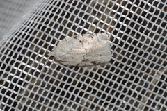 Acleris placidana