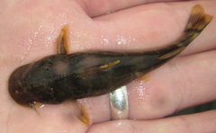 Chiloglanis emarginatus