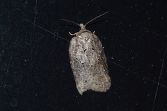 Acleris chalybeana