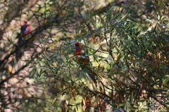 Platycercus elegans adelaidae