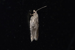 Acleris chalybeana