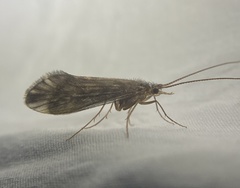 Sericostomatidae
