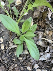 Plantago