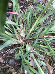 Poaceae