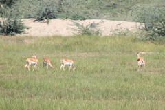 Antilope cervicapra