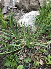 Poaceae
