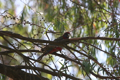 Platycercus elegans melanopterus